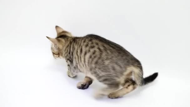 cat jumping against a white background - Felvétel, videó