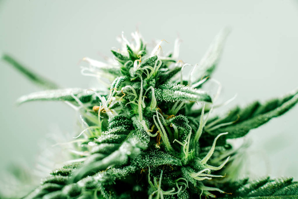 marihuana medicinal, flores de plantas
 - Foto, Imagen