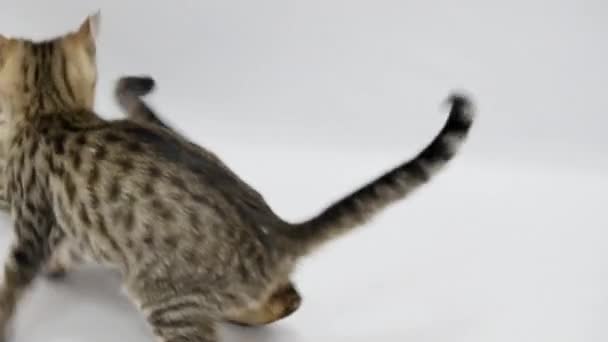 Two cats play with each other on white background - Materiał filmowy, wideo