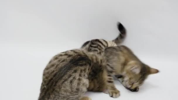 Two cats play with each other on white background - Materiaali, video