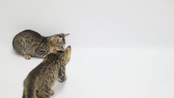 Two cats play on white background - Video