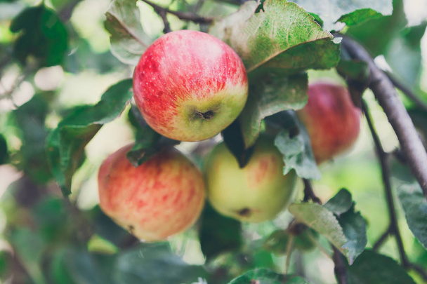 Ripe apple on branch closeup of tree in garden - 写真・画像