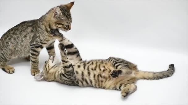 Kettő macskák játszanak egymással, fehér háttér, lassú mozgás - Felvétel, videó