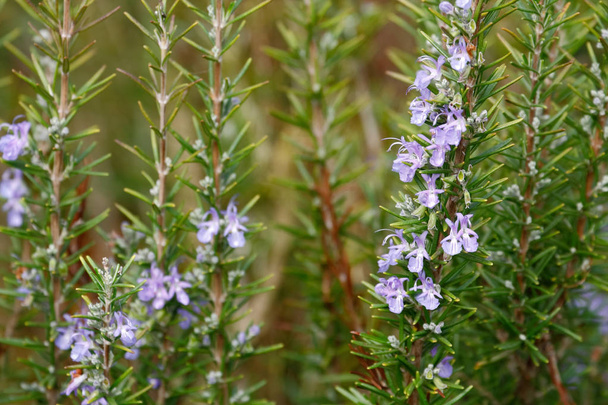 Rosemary with flower - Photo, Image