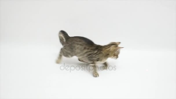 cat playing against a white background,slow motion - Materiaali, video