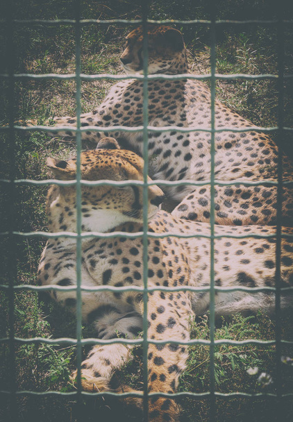 Wilde Tiger in einem Käfig im Zoo. Tiere in Gefangenschaft - Foto, Bild