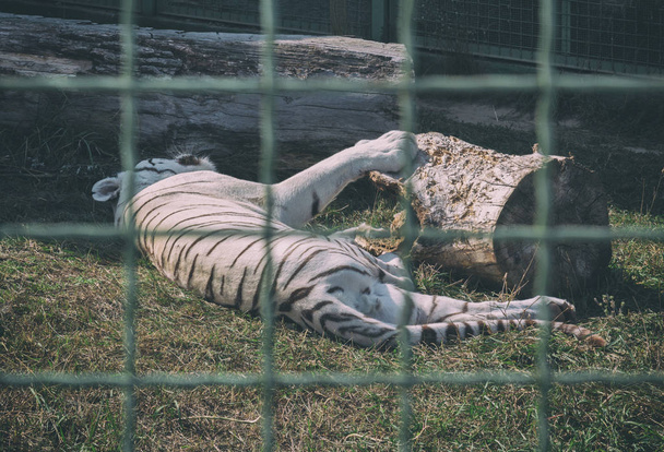 White tiger sleeping in the zoo. Animals in captivity - Zdjęcie, obraz