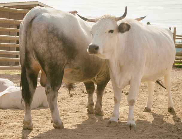 The cow and the bull in the zoo. Animals in captivity - Valokuva, kuva