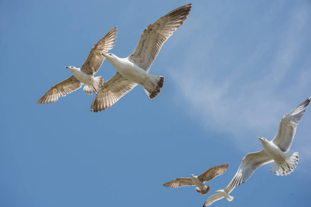 Flock of seagulls skying  in the sky - Foto, Bild