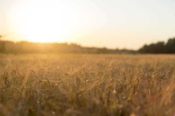 Rye grain harvest on rye field. - Fotografie, Obrázek