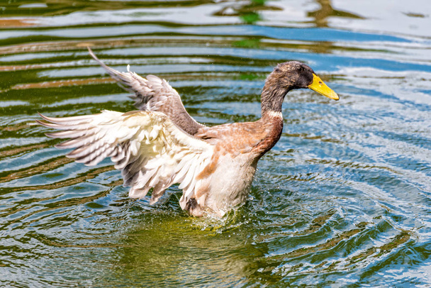 Golpes de pato con las alas en el estanque
 - Foto, imagen