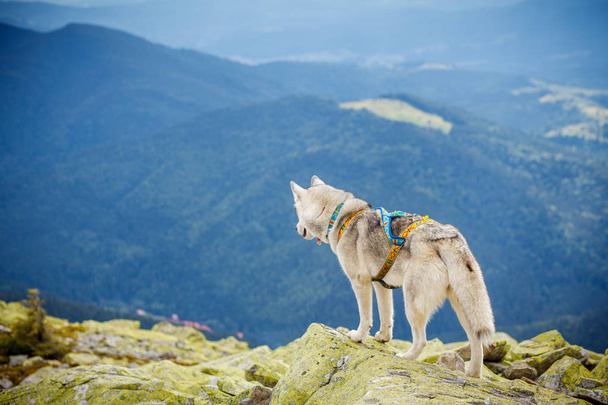 dog on the top of the mountain - Φωτογραφία, εικόνα