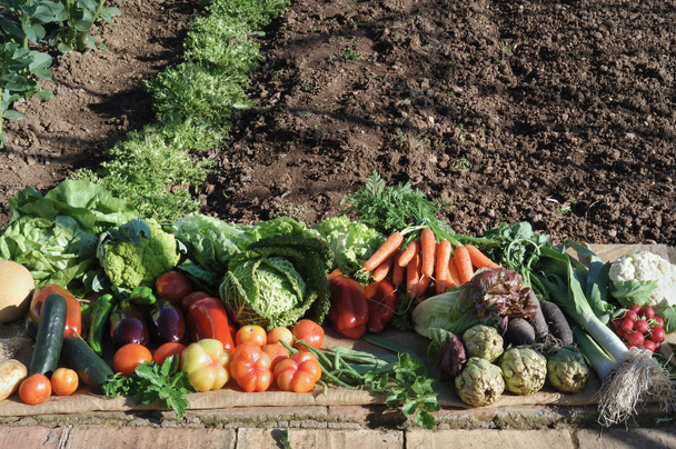 овощи на полу в саду, с дневным светом
, - Фото, изображение