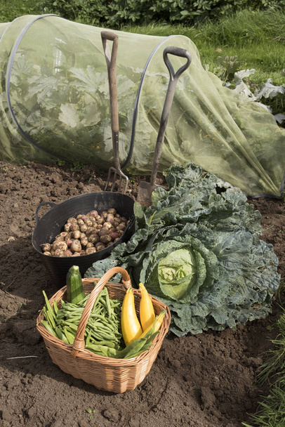 A lekötés friss kerti zöldségekkel - Fotó, kép