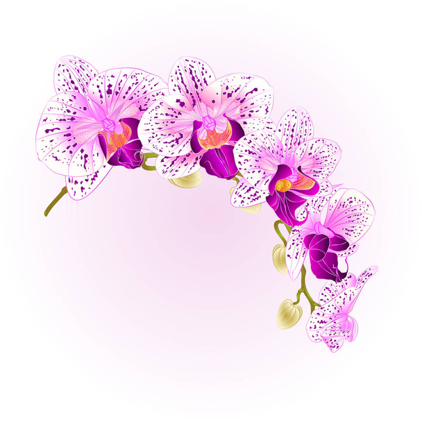 Beautiful isolated Phalaenopsis Orchid purple and white stem with flowers and  buds   vintage  vector closeup editable illustration - Vector, Image