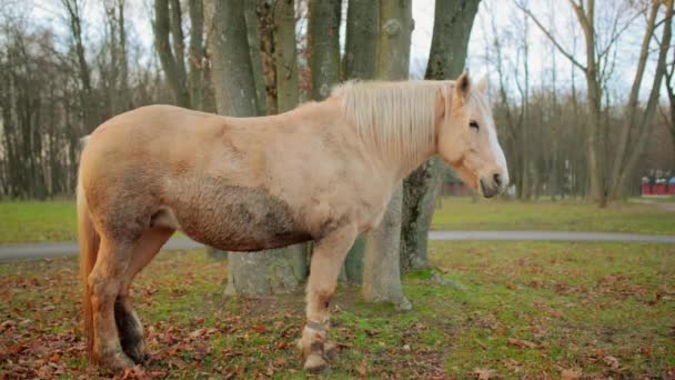 Palomino traje de caballo pastando en pastos. Palomino es un color de capa en caballos, que consiste en una capa de oro y melena blanca y cola
. - Imágenes, Vídeo