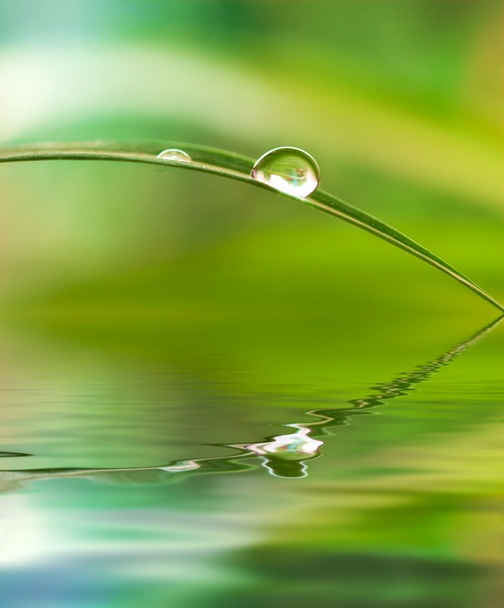 Bitki yaprağına su damlaları - Fotoğraf, Görsel