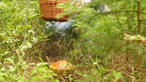 Big bright mushroom hidden in high bilberry. Man legs in blue jeans and leather boots come to mushroom, hands cut mushroom and place it into the basket. - Footage, Video