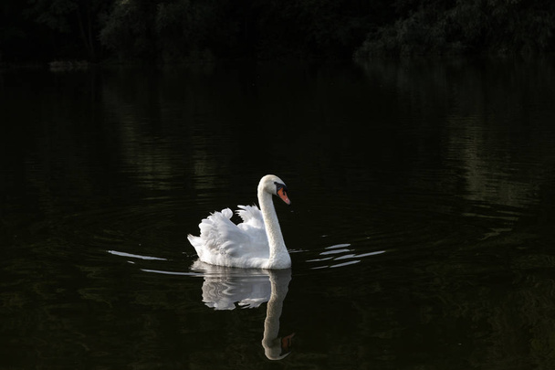 белый лебедь на темной воде
  - Фото, изображение