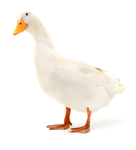 Duck on white. - Foto, imagen
