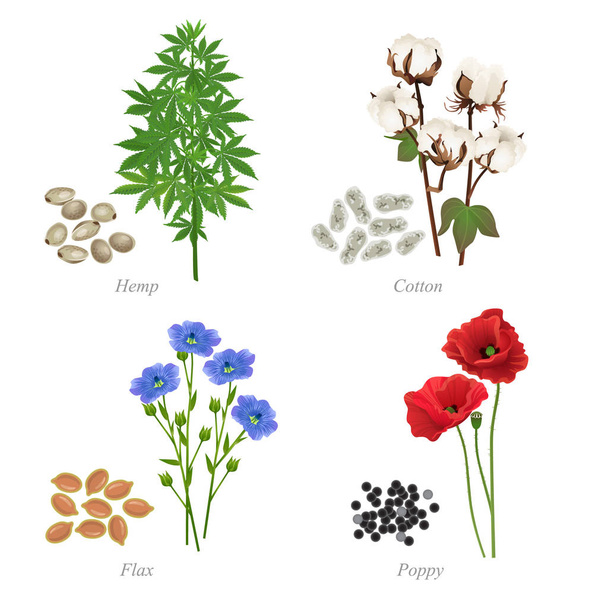 Cuatro semillas oleaginosas en forma de granos y plantas
 - Vector, Imagen