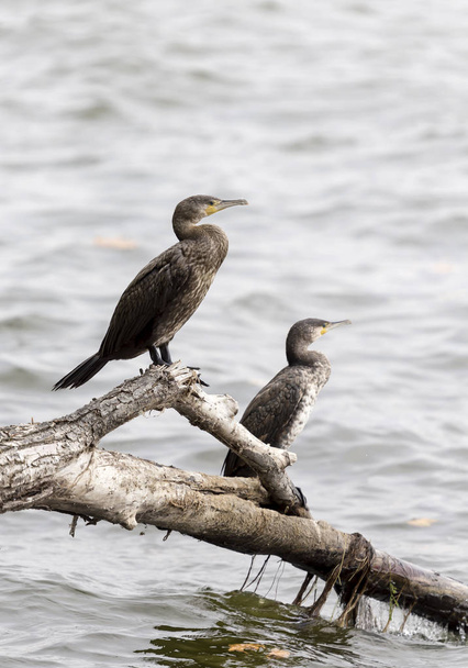 Cape cormorant (Phalacrocorax capensis)   - Photo, Image