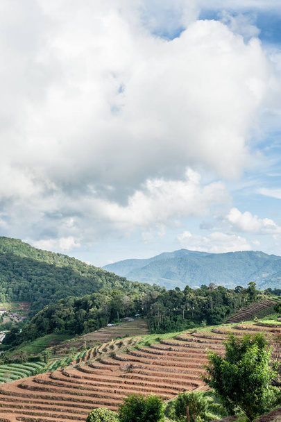 cabbage field in Mon Cham (Mon Jam) mountain, famous travel Thailand - Foto, Imagen