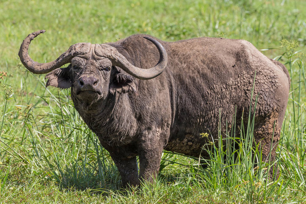 Αφρικανική Buffalo στον κρατήρα Ngorongoro, Τανζανία - Φωτογραφία, εικόνα