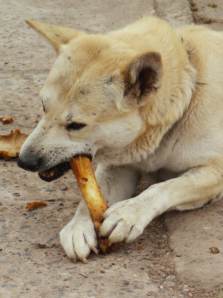 Hund frisst Knochen - Foto, Bild