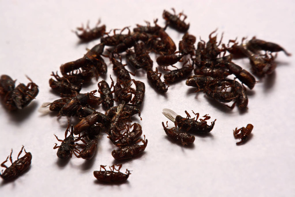 Close up van volwassen rijst snuitkevers (Sitophilus oryzae) geïsoleerd op w - Foto, afbeelding