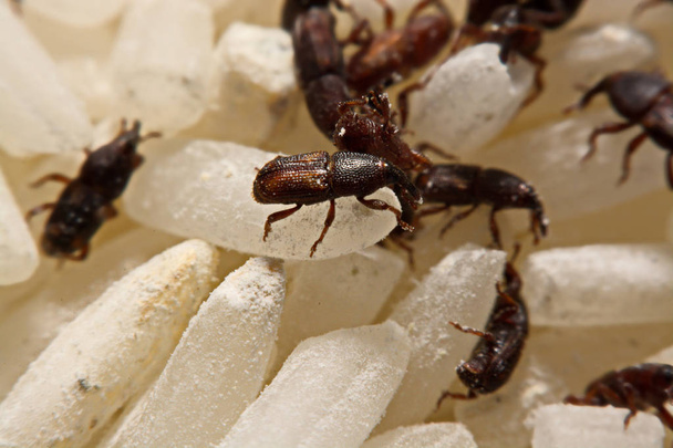 Close up van volwassen rijst snuitkevers (Sitophilus oryzae) op rijst grain - Foto, afbeelding