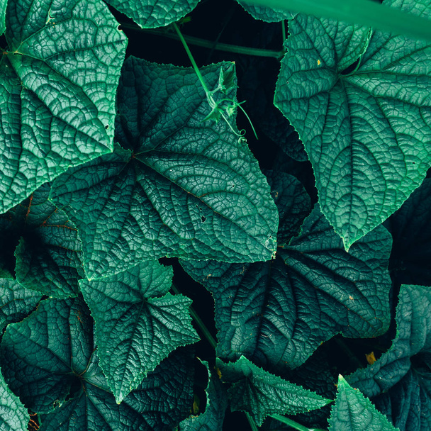 Layout criativo feito de folhas verdes. Deitado. Conceito de natureza
 - Foto, Imagem