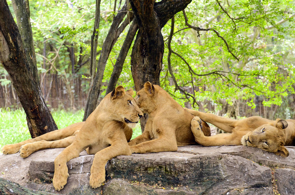 Group of female lion (Panthera leo) in safari. - Photo, Image