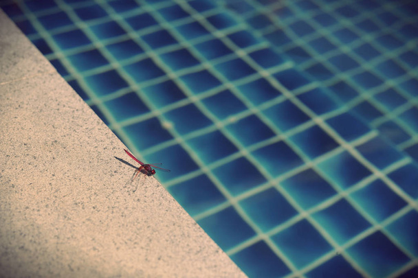 πισίνα νερού με ηλιόλουστη αντανακλάσεις - Φωτογραφία, εικόνα