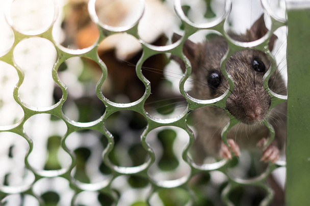Une souris dans une cage
  - Photo, image