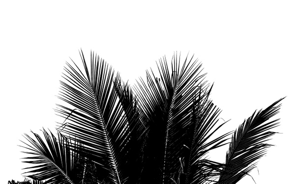 abstraktes weißes und schwarzes Kokosblatt auf weißem Hintergrund. - Foto, Bild