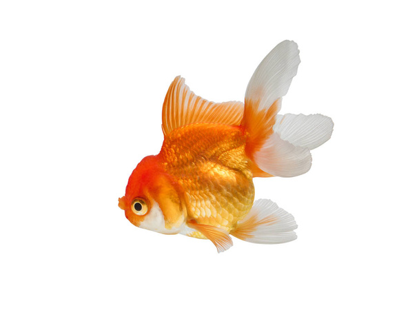 peixe dourado isolado no fundo branco. - Foto, Imagem