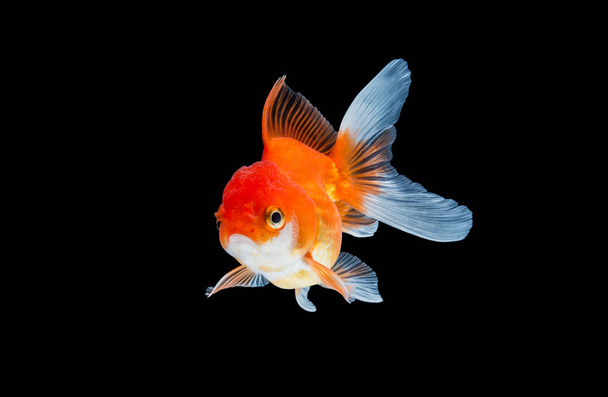 goldfish isolado no fundo preto. - Foto, Imagem