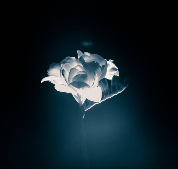 Una hermosa foto monocromática de una freesia blanca
 - Foto, Imagen