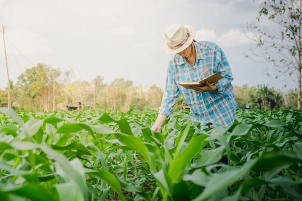 agricultrice inspectant le maïs à la main dans le jardin agricole
. - Photo, image