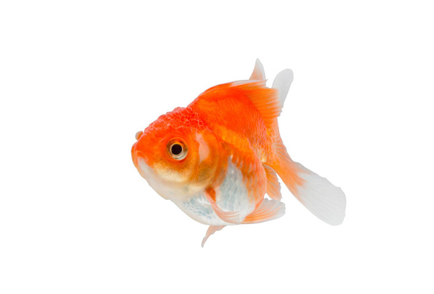 pesce rosso isolato su sfondo bianco.  - Foto, immagini