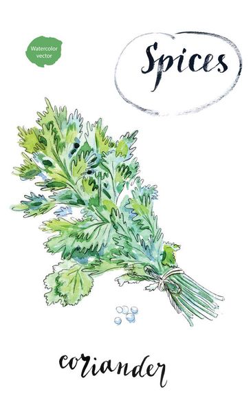 Ακουαρέλα φρέσκα πράσινα φύλλα κόλιανδρου - Διάνυσμα, εικόνα