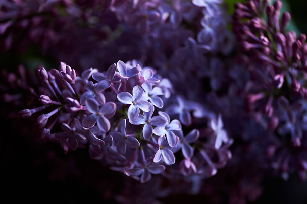 Branch of lilac on a dark background. Background, close. Purple - Foto, afbeelding