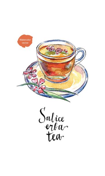 Üveg csésze salice erba tea (fűzfa-gyógynövény tea), akvarell - Vektor, kép
