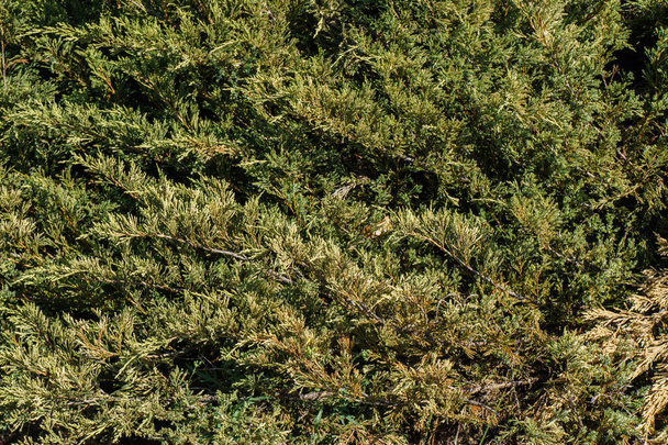 Текстура зеленого листя, природний фон листя. Зелені хвойні гілки як природний фон
. - Фото, зображення