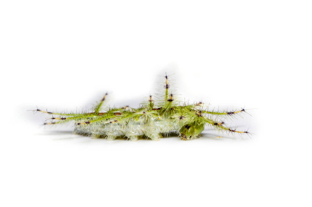 共通派手な男爵蝶 (Euthalia ルーベンの毛虫 - 写真・画像