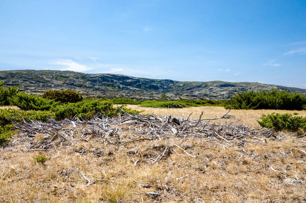 Белые корни, путь к отверстию, Серра-да-Эстрела, Португалия
 - Фото, изображение