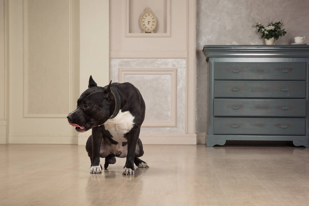 black staffordshire terrier or pit bull seatting at the vintage interior - 写真・画像