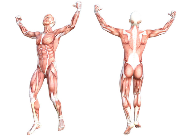 Anatomie conceptuelle système musculaire sain du corps humain sans peau. Athlétique jeune homme adulte posant pour l'éducation, le sport de remise en forme, la médecine isolée sur fond blanc. Biologie science Illustration 3D - Photo, image
