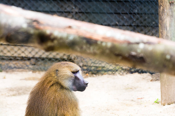 Babouin est assis dans une cage au zoo
 - Photo, image